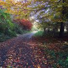 Herbstlicher Waldweg