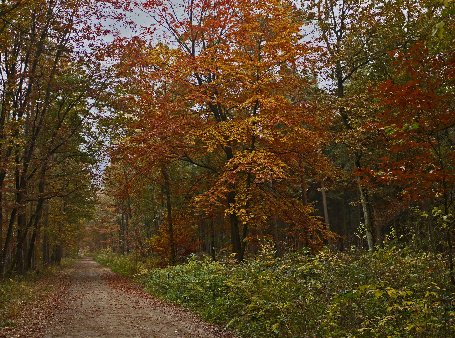 Herbstlicher Waldweg