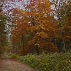 Herbstlicher Waldweg