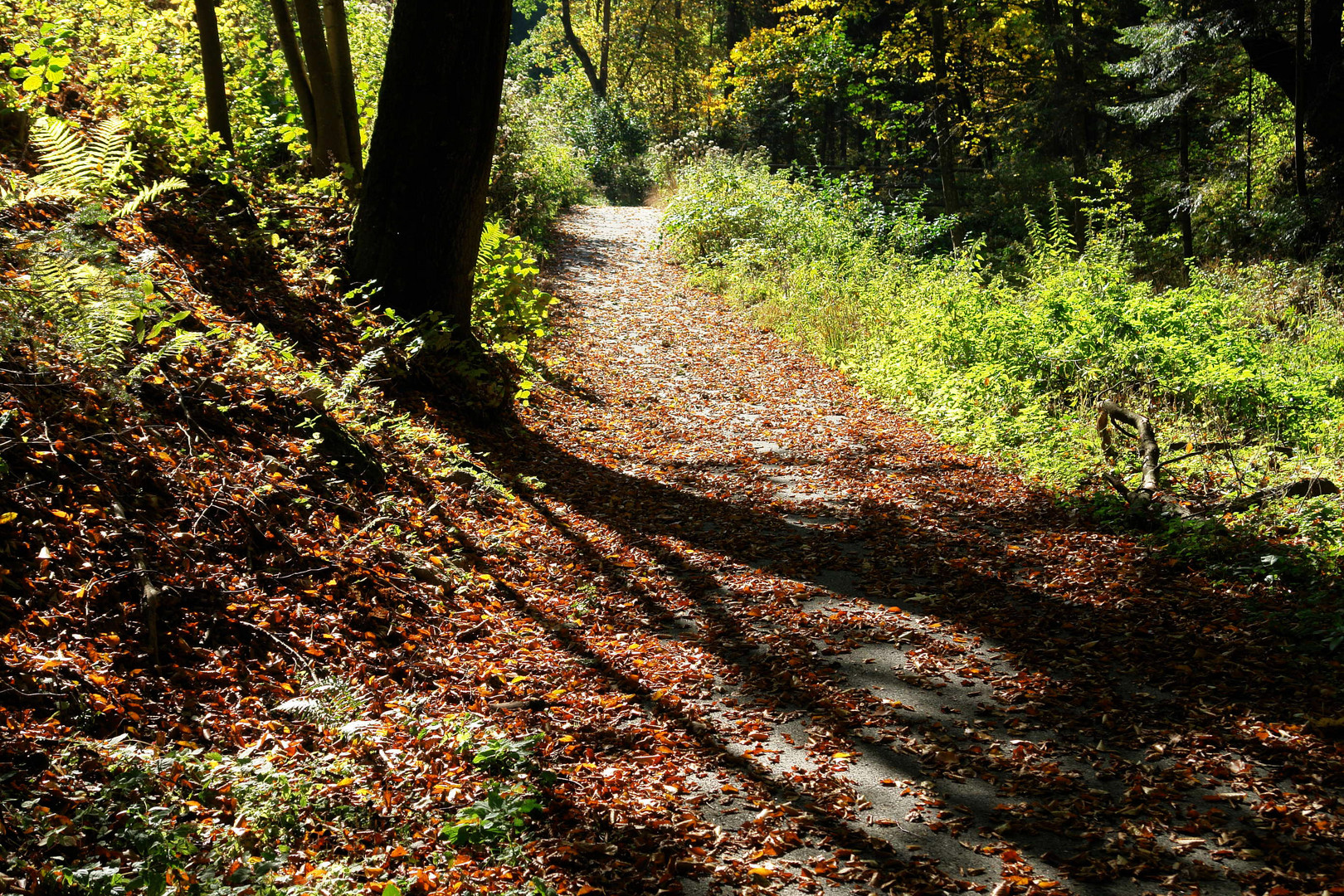 Herbstlicher Waldweg