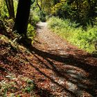 Herbstlicher Waldweg