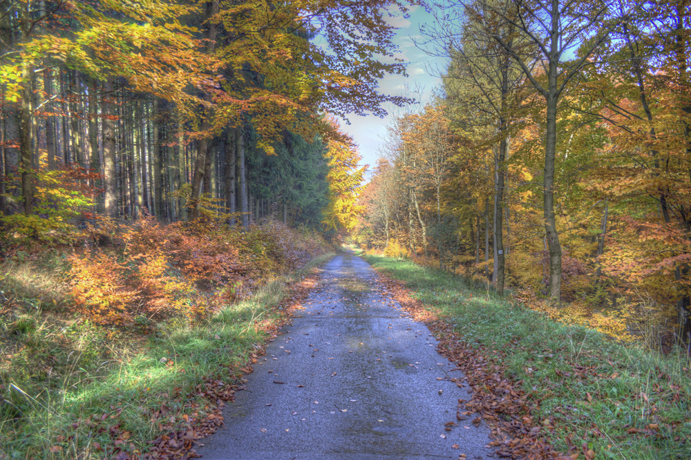 Herbstlicher Waldweg