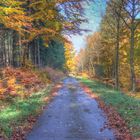 Herbstlicher Waldweg