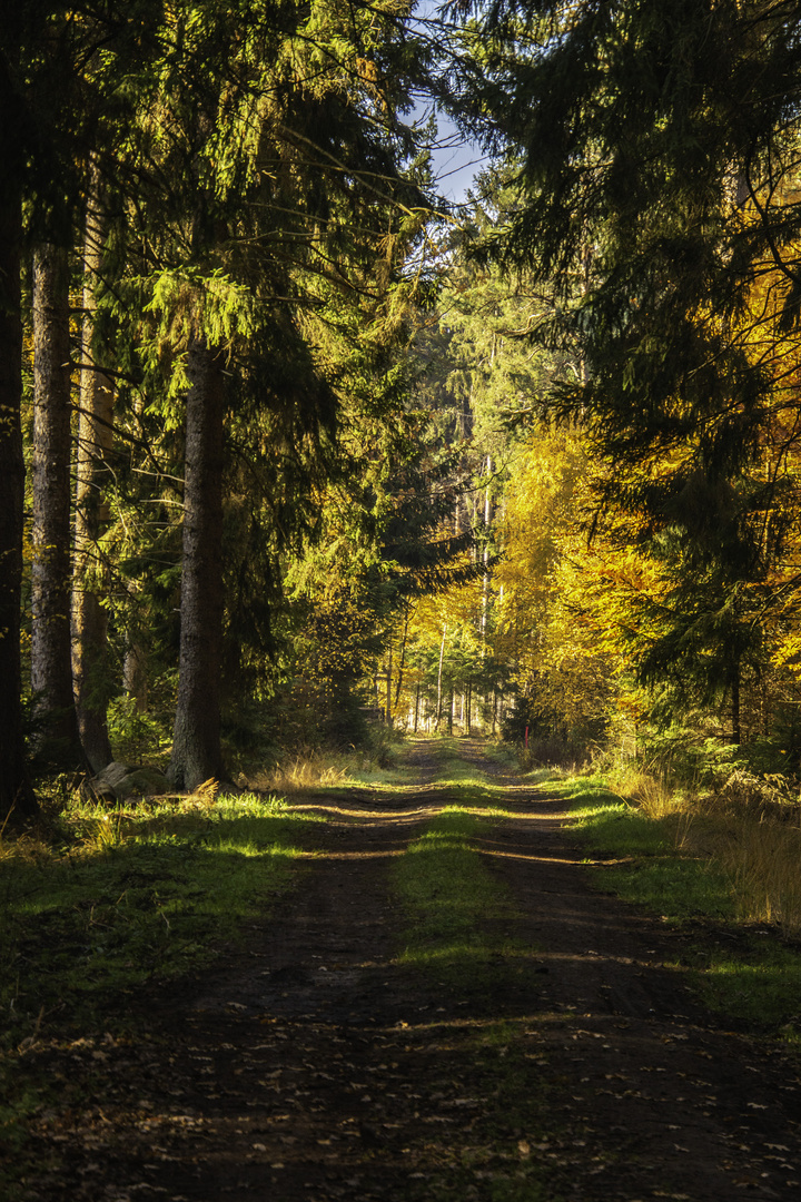 Herbstlicher Waldweg