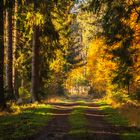 Herbstlicher Waldweg