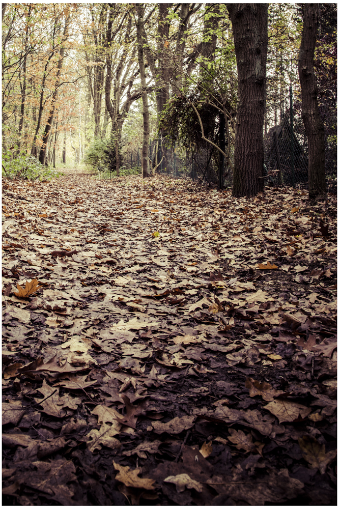 herbstlicher Waldweg