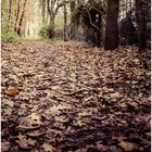 herbstlicher Waldweg