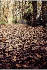 herbstlicher Waldweg