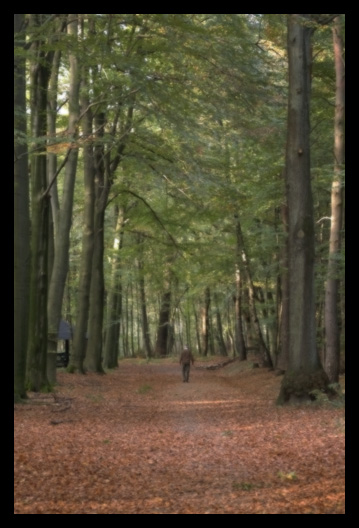 Herbstlicher Waldweg