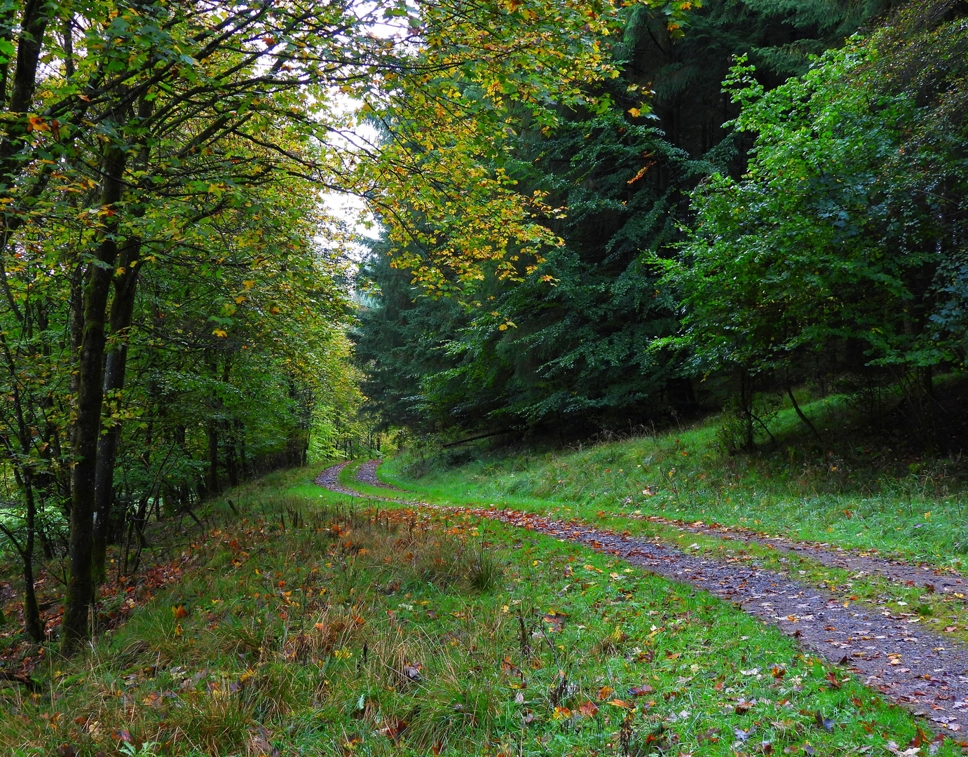 Herbstlicher Waldweg