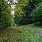 Herbstlicher Waldweg