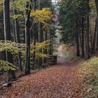 Herbstlicher Waldweg