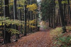 Herbstlicher Waldweg