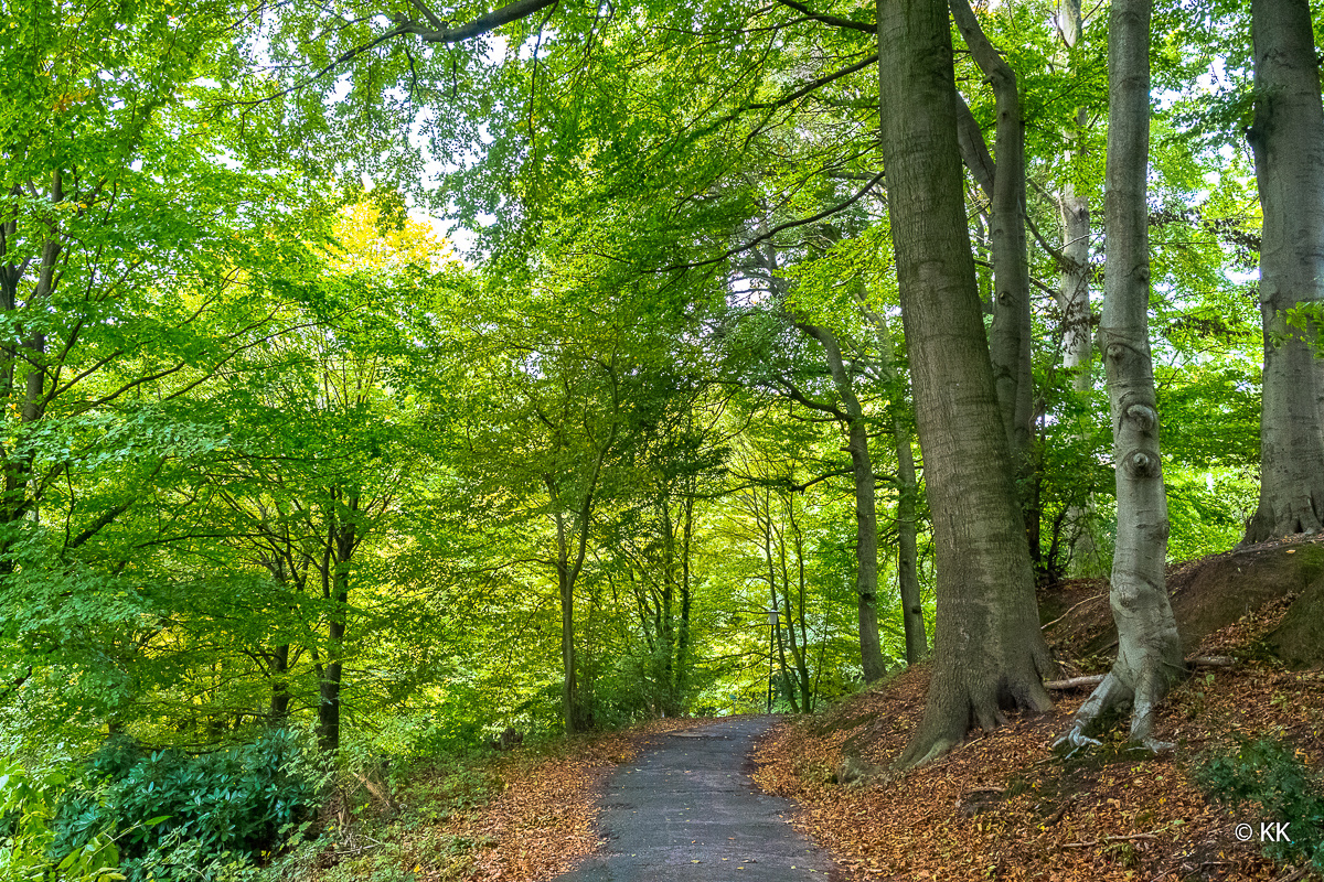 Herbstlicher Waldweg in Tecklenburg
