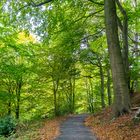 Herbstlicher Waldweg in Tecklenburg