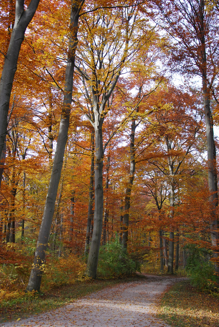 Herbstlicher Waldweg / Path through Autumn Woods