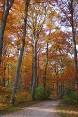 Herbstlicher Waldweg / Path through Autumn Woods