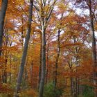 Herbstlicher Waldweg / Path through Autumn Woods