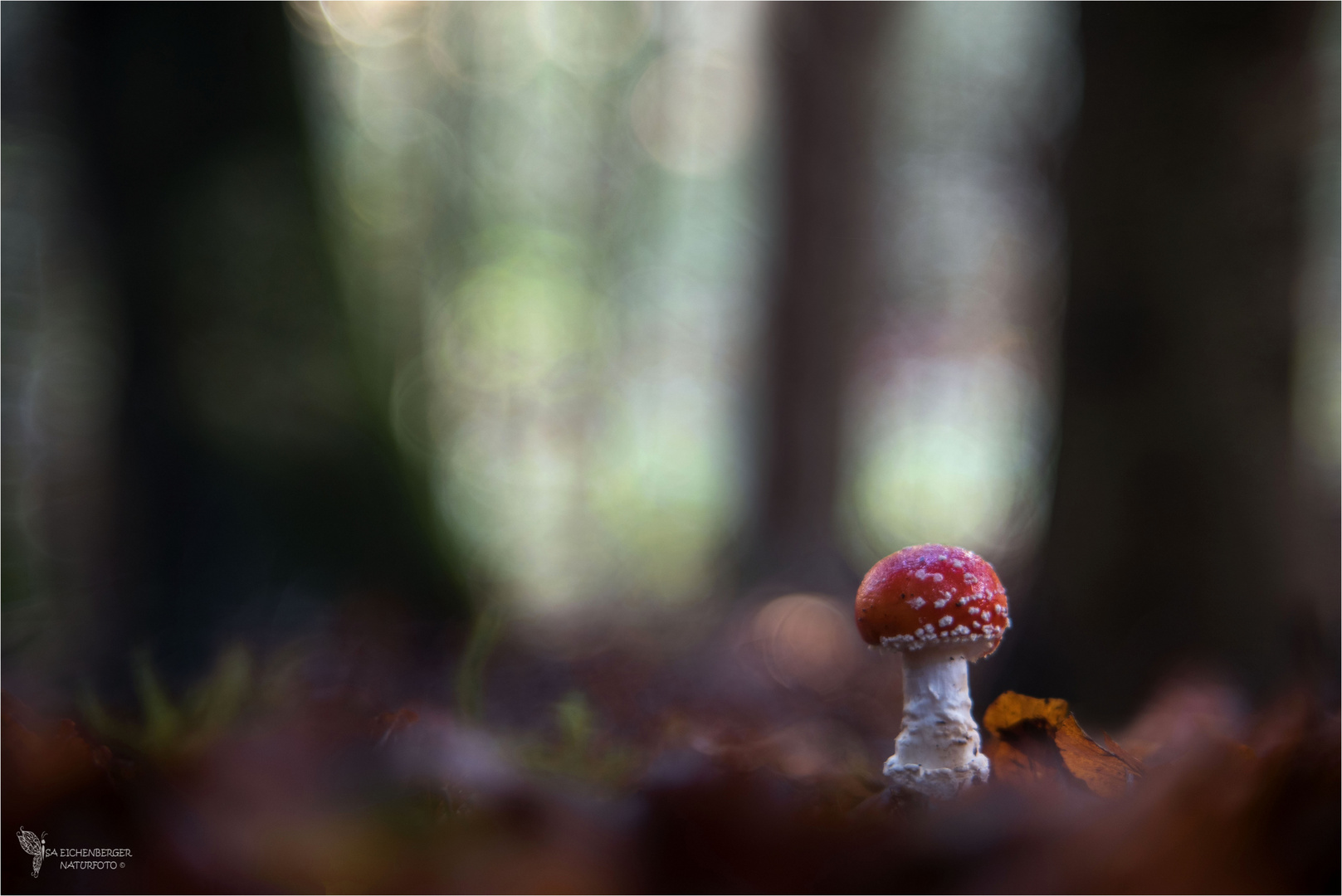 herbstlicher Waldzauber