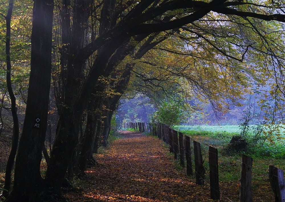 Herbstlicher Wanderweg . . .