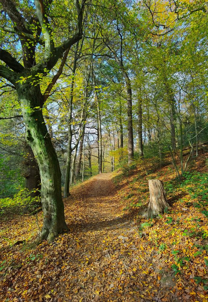 herbstlicher Wanderweg