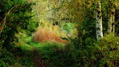 herbstlicher Wanderweg