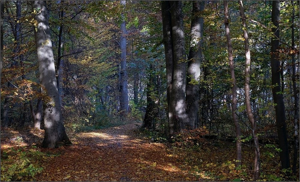 Herbstlicher Wanderweg