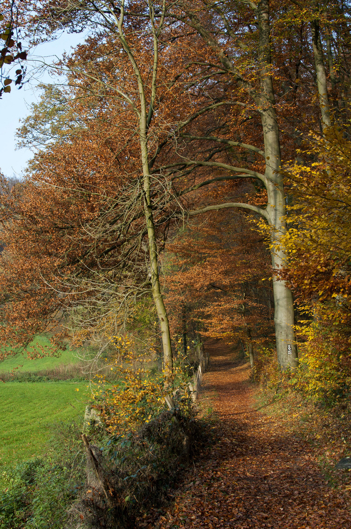 Herbstlicher Wanderweg im Neandertal