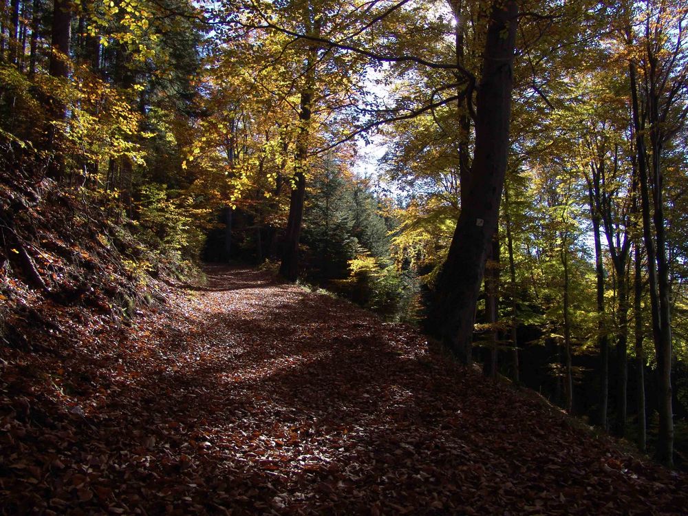 herbstlicher Wanderweg im Thüringer Wald von msiebert 