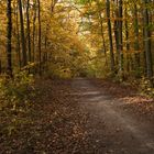 Herbstlicher Wanderweg zur Rudelsburg.