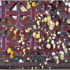 Herbstlicher Wandschmuck.