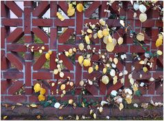 Herbstlicher Wandschmuck.