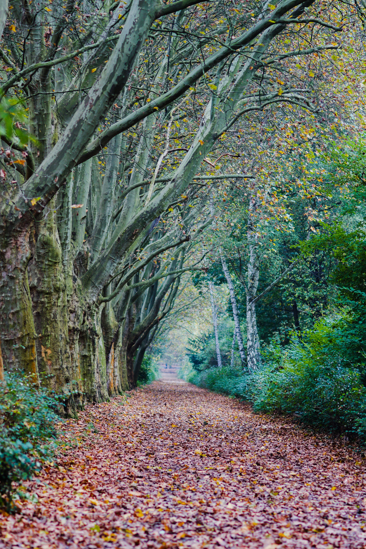 Herbstlicher Weg