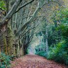 Herbstlicher Weg