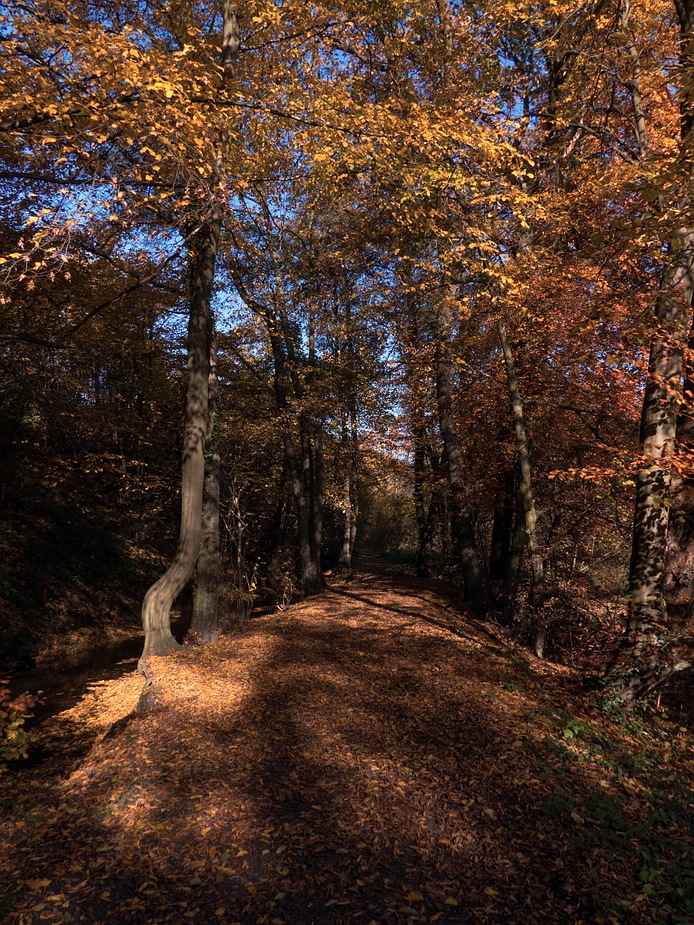 Herbstlicher Weg