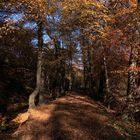 Herbstlicher Weg