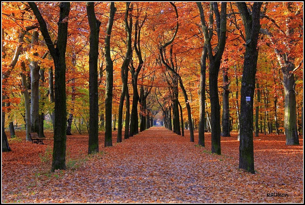 Herbstlicher Weg