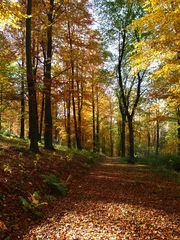 herbstlicher Weg