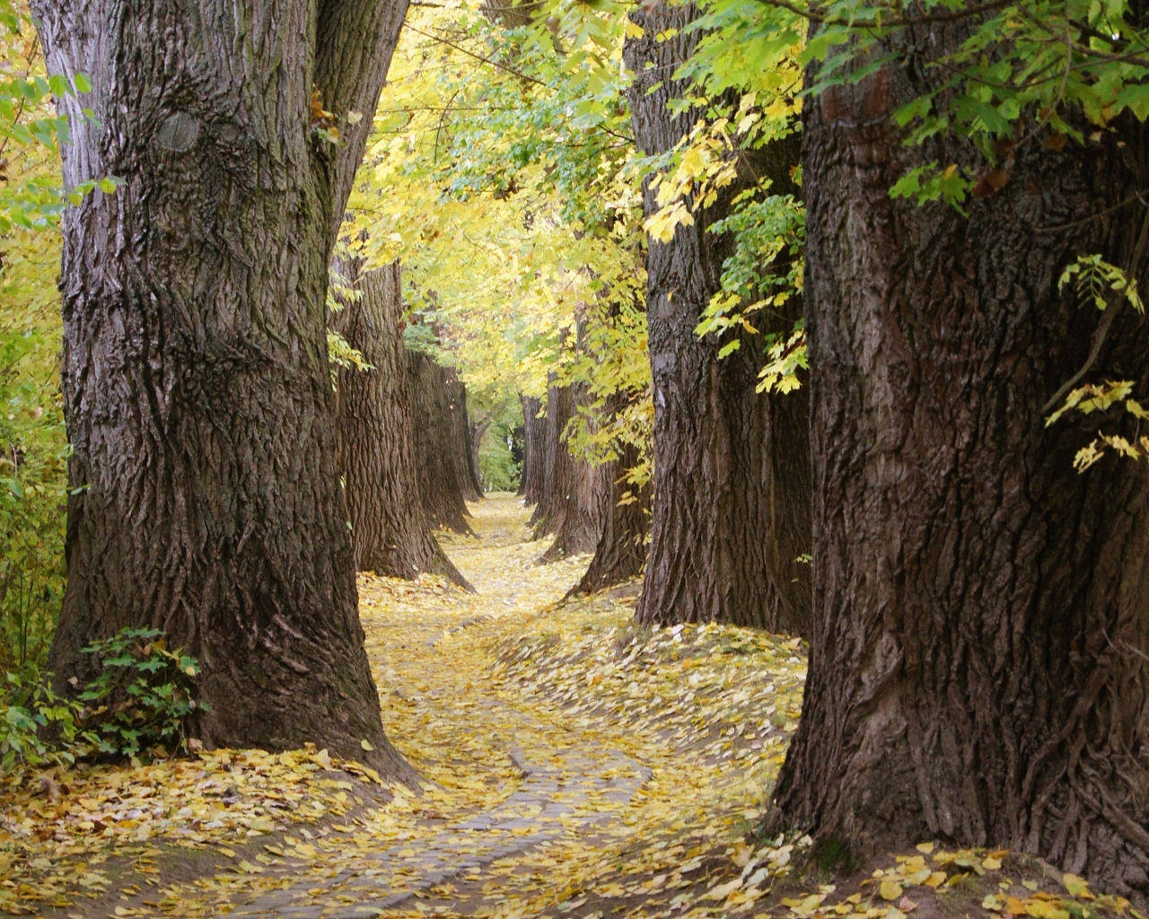 Herbstlicher Weg