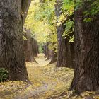 Herbstlicher Weg