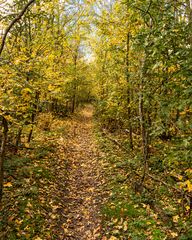 Herbstlicher Weg