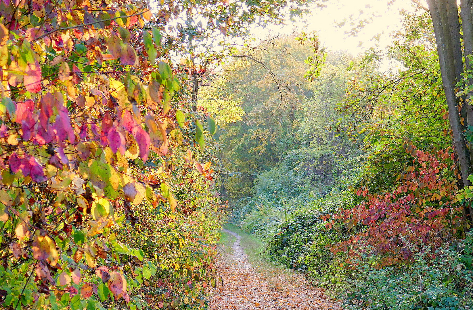 Herbstlicher Weg