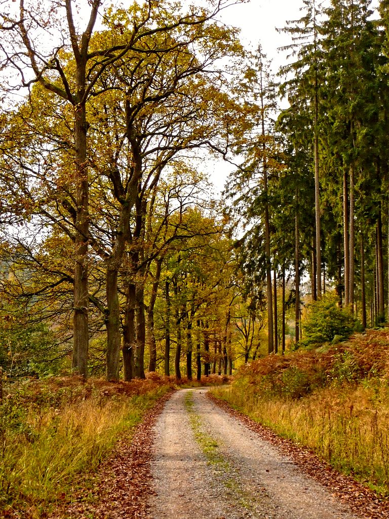 Herbstlicher Weg