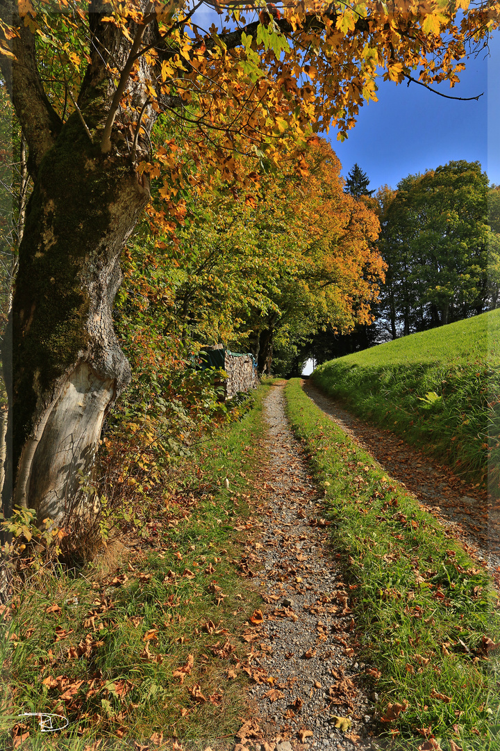 herbstlicher Weg