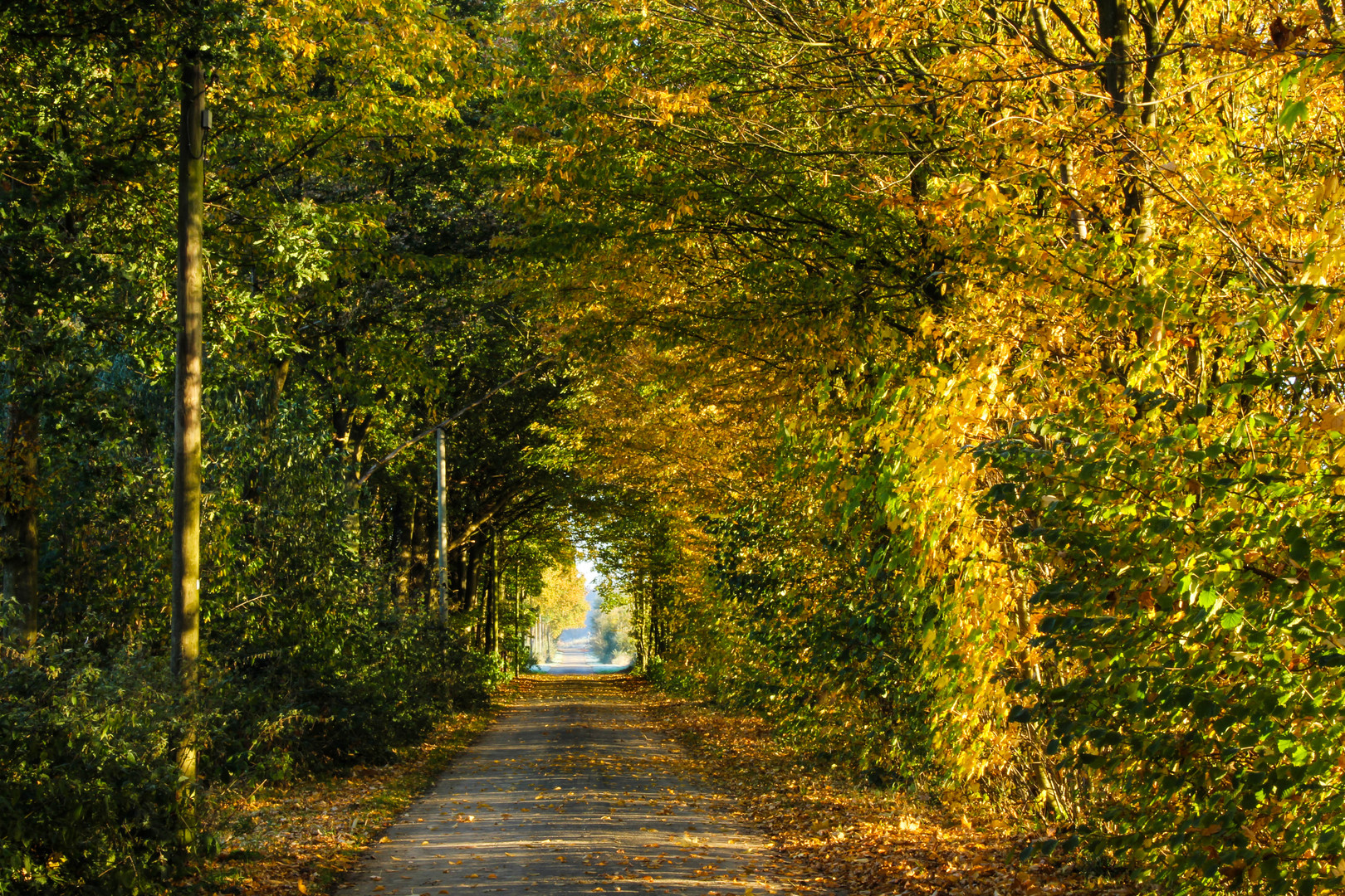 Herbstlicher Weg