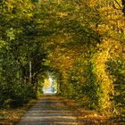 Herbstlicher Weg