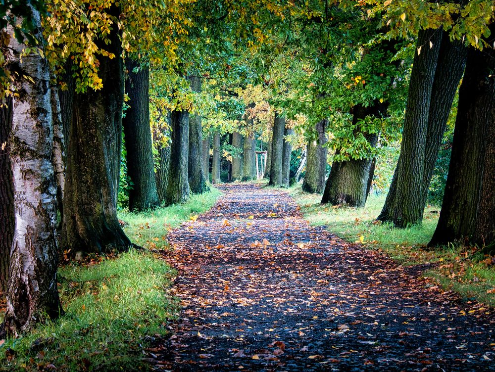 Herbstlicher Weg