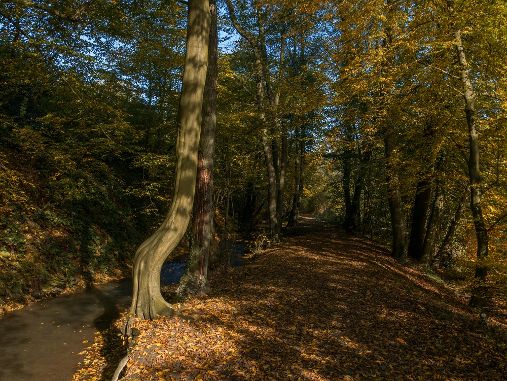 Herbstlicher Weg an der Düssel