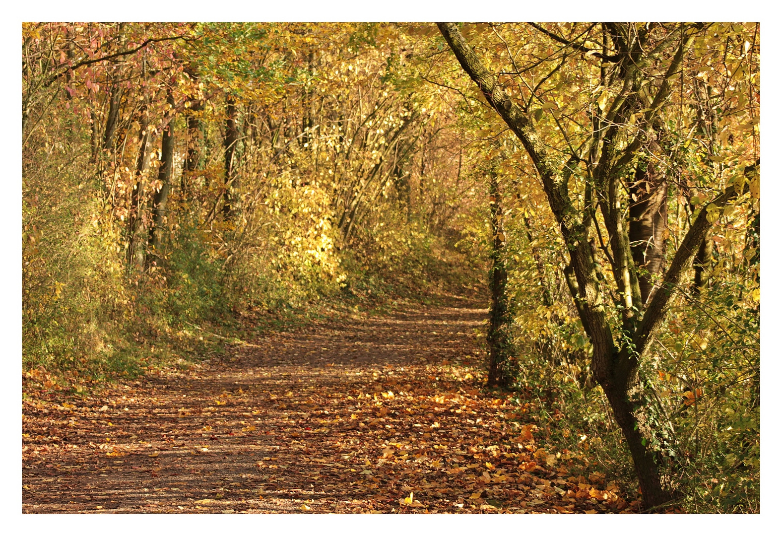 Herbstlicher Weg 