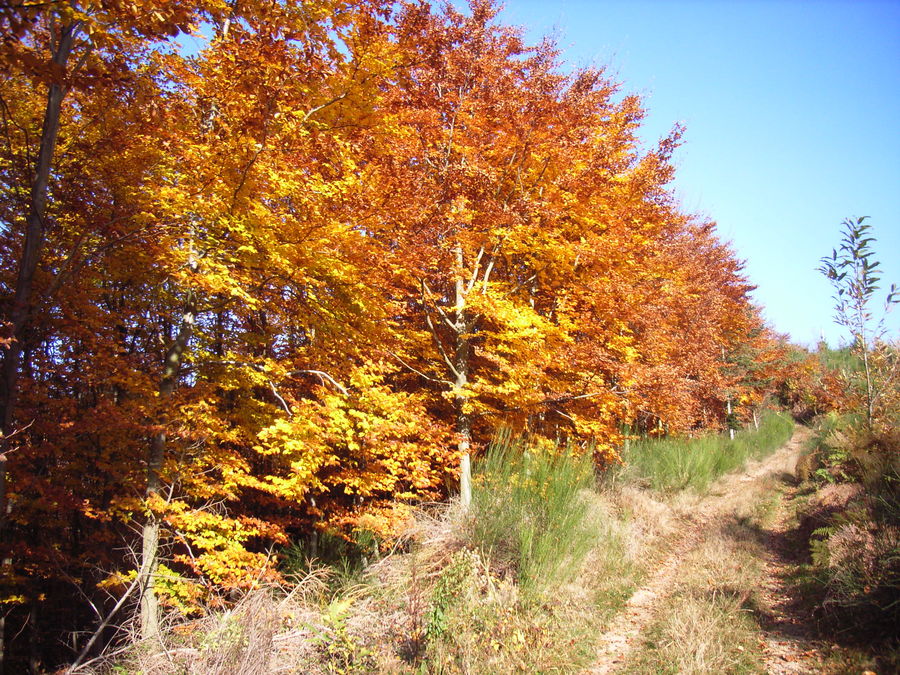 herbstlicher Weg